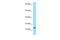 ORMDL Sphingolipid Biosynthesis Regulator 3 antibody, ARP64372_P050, Aviva Systems Biology, Western Blot image 