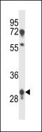 Proline Rich 18 antibody, LS-C162182, Lifespan Biosciences, Western Blot image 