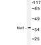 MNAT1 Component Of CDK Activating Kinase antibody, LS-C176775, Lifespan Biosciences, Western Blot image 