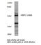 HMG-Box Transcription Factor 1 antibody, LS-C176703, Lifespan Biosciences, Western Blot image 