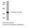 Gap Junction Protein Alpha 4 antibody, LS-C177841, Lifespan Biosciences, Western Blot image 