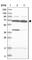 WD Repeat Domain 27 antibody, HPA037497, Atlas Antibodies, Western Blot image 