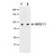 MRE11 Homolog, Double Strand Break Repair Nuclease antibody, MA1-23253, Invitrogen Antibodies, Western Blot image 