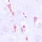 Arrestin Beta 1 antibody, orb213585, Biorbyt, Immunohistochemistry paraffin image 