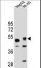 Tigger transposable element-derived protein 3 antibody, LS-C161878, Lifespan Biosciences, Western Blot image 