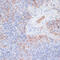 Cathepsin G antibody, 14-834, ProSci, Immunohistochemistry frozen image 