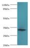 Endoplasmic Reticulum-Golgi Intermediate Compartment 1 antibody, A51109-100, Epigentek, Western Blot image 