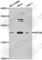 Serglycin antibody, A6951, ABclonal Technology, Western Blot image 