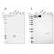 Glutamyl-Prolyl-TRNA Synthetase antibody, PA5-56323, Invitrogen Antibodies, Western Blot image 