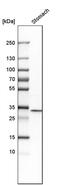 Annexin A10 antibody, PA5-52151, Invitrogen Antibodies, Western Blot image 