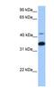 G Protein Subunit Beta 2 antibody, NBP1-55323, Novus Biologicals, Western Blot image 