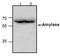 Amylase Alpha 1C (Salivary) antibody, TA319005, Origene, Western Blot image 