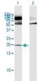 Proteasome Maturation Protein antibody, H00051371-B02P, Novus Biologicals, Western Blot image 