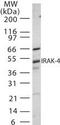 Interleukin 1 Receptor Associated Kinase 4 antibody, PA1-41054, Invitrogen Antibodies, Western Blot image 