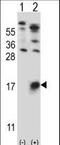 Glycophorin B (MNS Blood Group) antibody, LS-C166748, Lifespan Biosciences, Western Blot image 