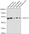 Cyclin A2 antibody, 23-065, ProSci, Western Blot image 