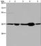Leucine Zipper Transcription Factor Like 1 antibody, LS-C401822, Lifespan Biosciences, Western Blot image 