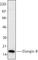 Elongin B antibody, 629302, BioLegend, Western Blot image 