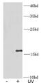 H2A Histone Family Member X antibody, FNab10441, FineTest, Western Blot image 
