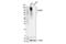 CD248 Molecule antibody, 47948S, Cell Signaling Technology, Western Blot image 