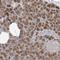 Pleckstrin Homology Domain Containing A3 antibody, NBP1-83924, Novus Biologicals, Immunohistochemistry frozen image 