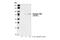 Mitogen-Activated Protein Kinase Kinase Kinase 7 antibody, 4536S, Cell Signaling Technology, Western Blot image 