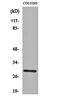 RAB6C, Member RAS Oncogene Family antibody, orb162530, Biorbyt, Western Blot image 