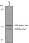 ANTXR Cell Adhesion Molecule 1 antibody, AF3886, R&D Systems, Western Blot image 