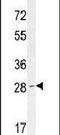 Olfactory Receptor Family 52 Subfamily D Member 1 antibody, PA5-24381, Invitrogen Antibodies, Western Blot image 