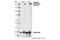 Erb-B2 Receptor Tyrosine Kinase 3 antibody, 4784L, Cell Signaling Technology, Western Blot image 