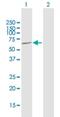 Ameloblastin antibody, H00000258-B01P, Novus Biologicals, Western Blot image 