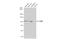 Oxysterol Binding Protein antibody, NBP2-15057, Novus Biologicals, Western Blot image 