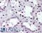 ASF/SF2 antibody, LS-B2340, Lifespan Biosciences, Immunohistochemistry frozen image 