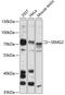 Semenogelin 2 antibody, 14-648, ProSci, Western Blot image 