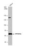 Protein Phosphatase 2 Scaffold Subunit Aalpha antibody, NBP2-19907, Novus Biologicals, Western Blot image 