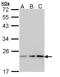 Prostaglandin E Synthase 3 antibody, LS-C109355, Lifespan Biosciences, Western Blot image 