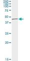 Tubulin Delta 1 antibody, H00051174-M05, Novus Biologicals, Immunoprecipitation image 