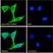 Prostaglandin-Endoperoxide Synthase 1 antibody, GTX22338, GeneTex, Immunofluorescence image 