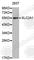 Solute Carrier Family 2 Member 1 antibody, A1442, ABclonal Technology, Western Blot image 