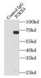 Purinergic Receptor P2X 4 antibody, FNab06069, FineTest, Immunoprecipitation image 