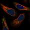 Ras-related protein Rab-7L1 antibody, NBP1-87173, Novus Biologicals, Immunofluorescence image 