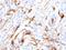 Beta-2-Microglobulin antibody, GTX34435, GeneTex, Immunohistochemistry paraffin image 
