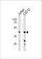 DNA Polymerase Delta Interacting Protein 3 antibody, PA5-35238, Invitrogen Antibodies, Western Blot image 