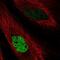 MAF BZIP Transcription Factor K antibody, NBP2-56366, Novus Biologicals, Immunofluorescence image 