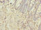 Neurexophilin And PC-Esterase Domain Family Member 1 antibody, CSB-PA847620LA01HU, Cusabio, Immunohistochemistry frozen image 