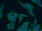 Cytoskeleton Associated Protein 5 antibody, 26457-1-AP, Proteintech Group, Immunofluorescence image 