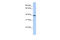 Serpin Family A Member 5 antibody, 30-878, ProSci, Enzyme Linked Immunosorbent Assay image 