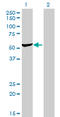 Aspartyl-TRNA Synthetase antibody, LS-B4310, Lifespan Biosciences, Western Blot image 