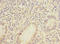 IQ Motif Containing C antibody, A65030-100, Epigentek, Immunohistochemistry paraffin image 