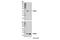 SHOC2 Leucine Rich Repeat Scaffold Protein antibody, 53600S, Cell Signaling Technology, Western Blot image 